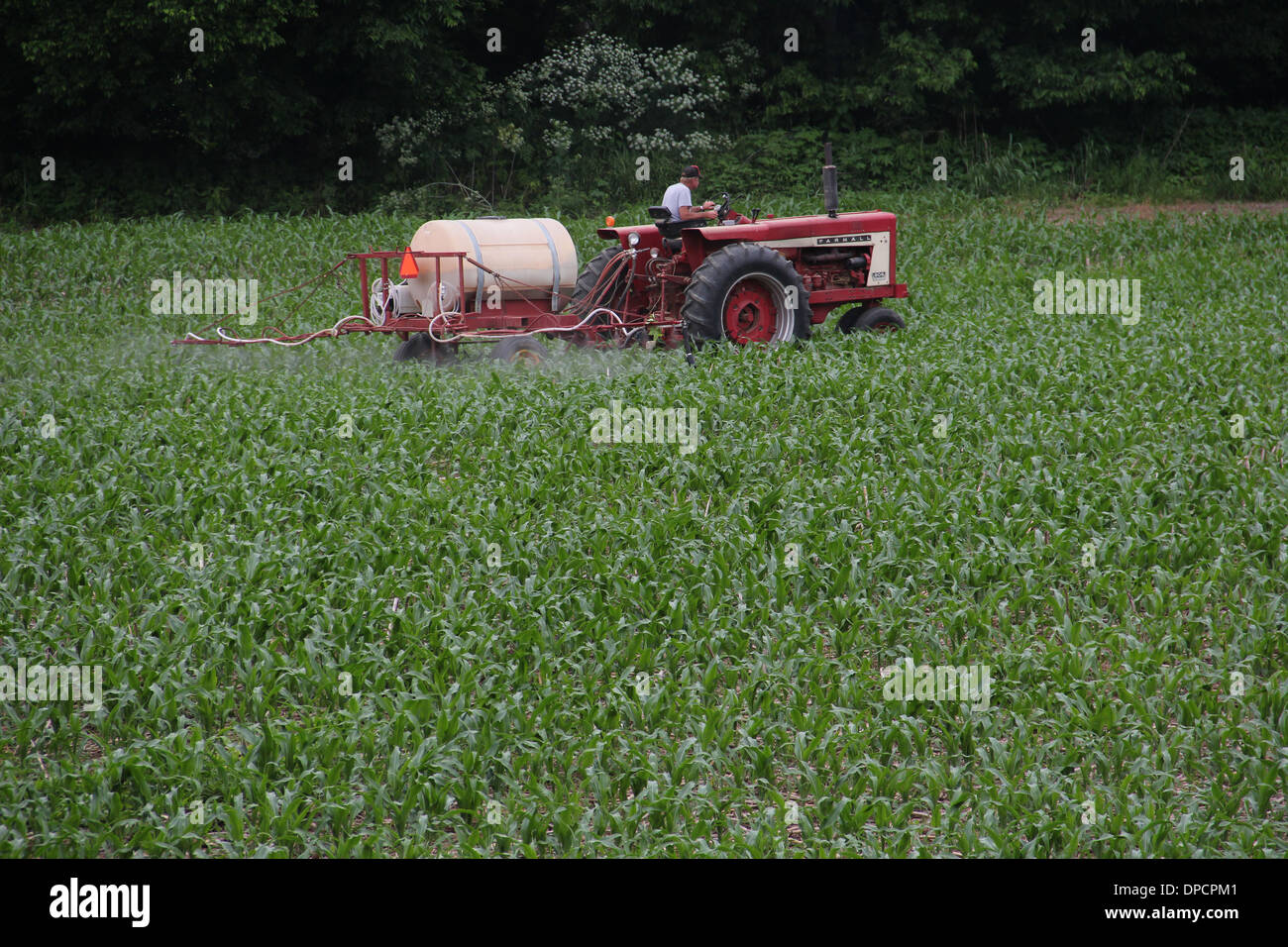 Agricoltore la spruzzatura di insetticida sul mais Indiana Foto Stock