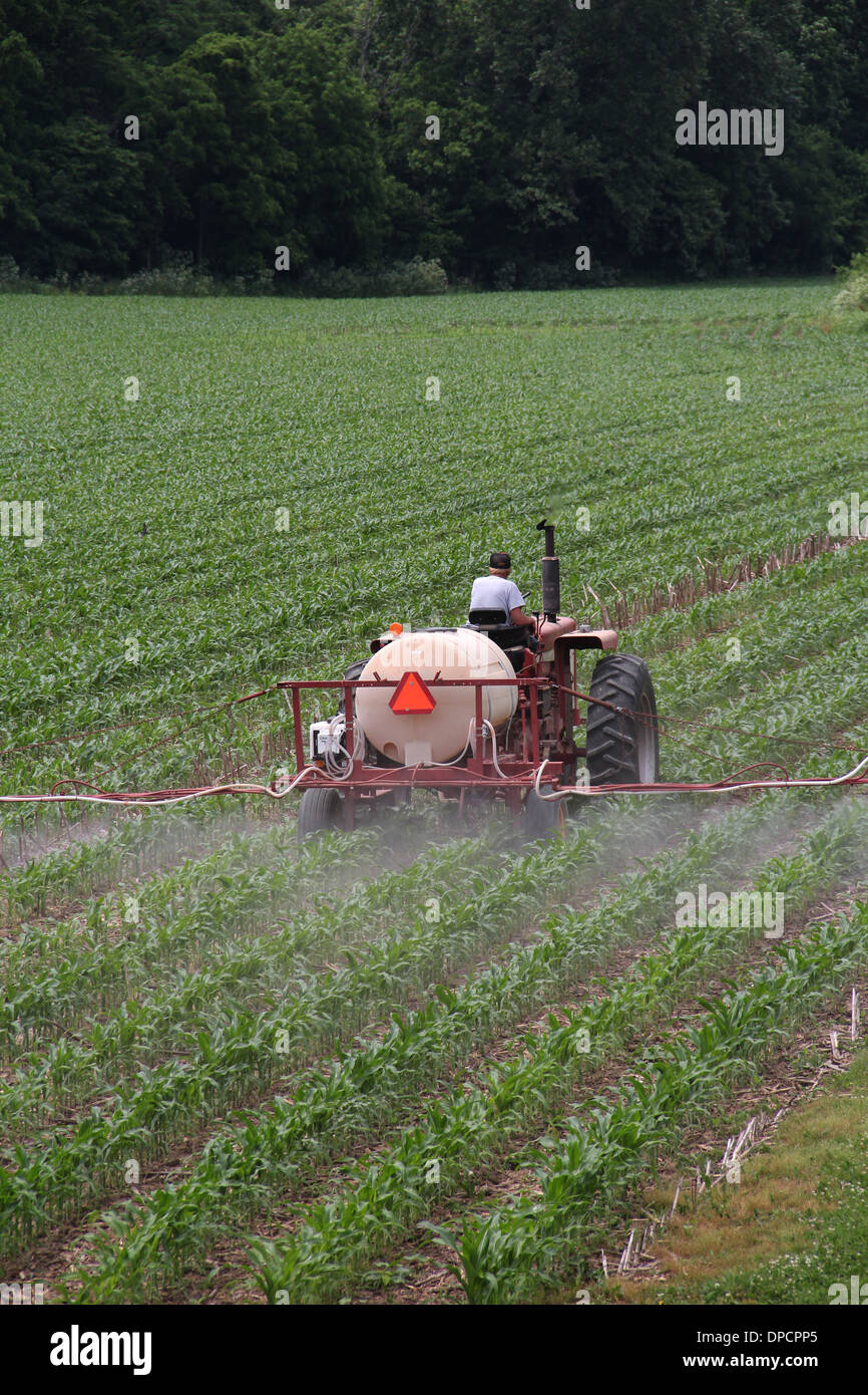Agricoltore la spruzzatura di insetticida sul mais Indiana Foto Stock