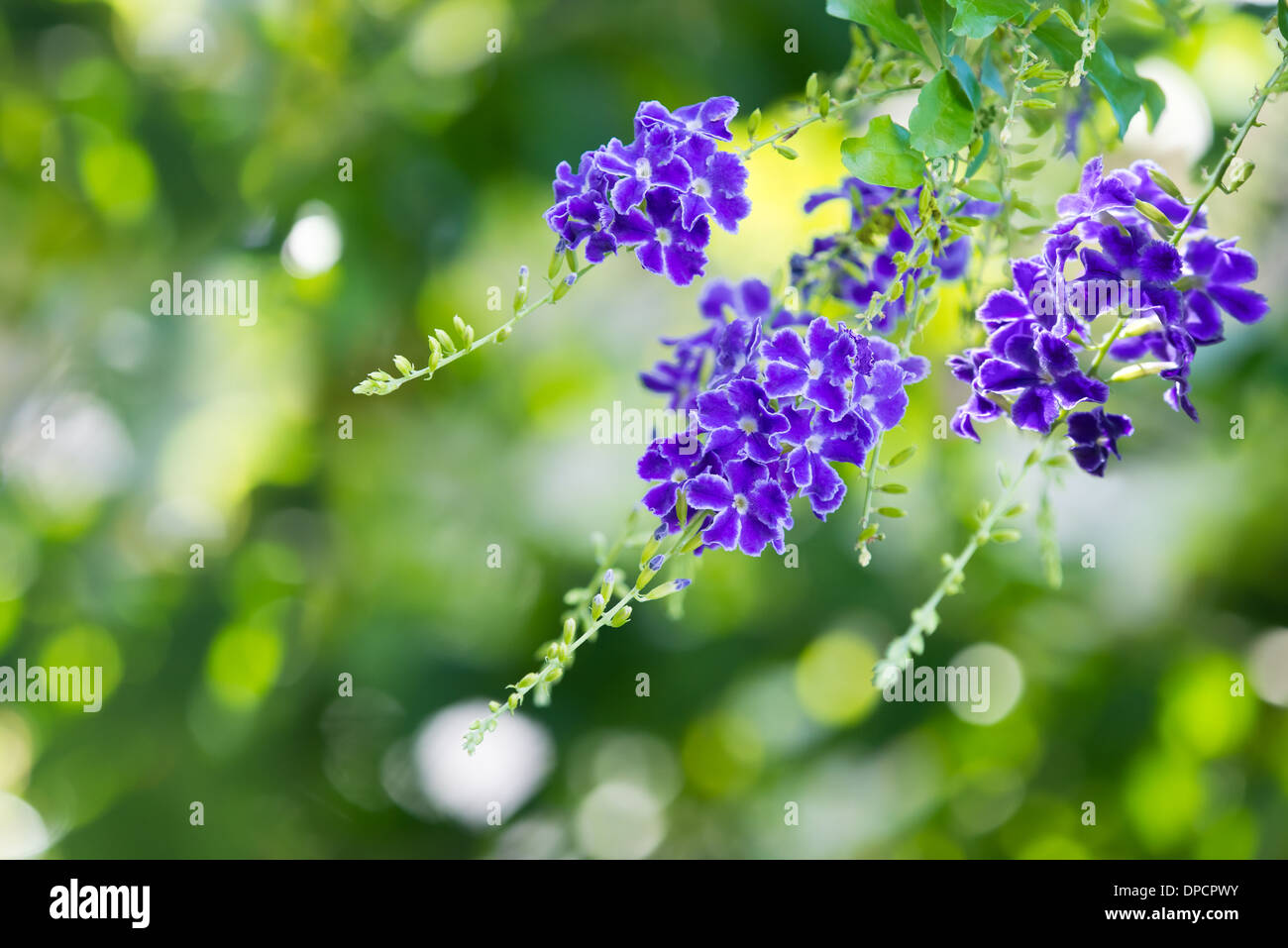 Viola Duranta blu fiore (Duranta erecta), Aka Golden dewdrop, Piccione berry, Sky fiore. Verde naturale dello sfondo. Foto Stock