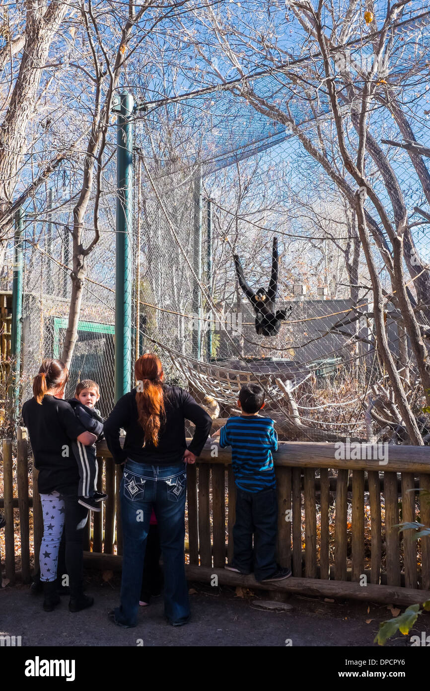 Una madre e i suoi figli di osservare un golden cheeked gibbon nel primate habitat presso lo Zoo di Denver a Denver in Colorado Foto Stock