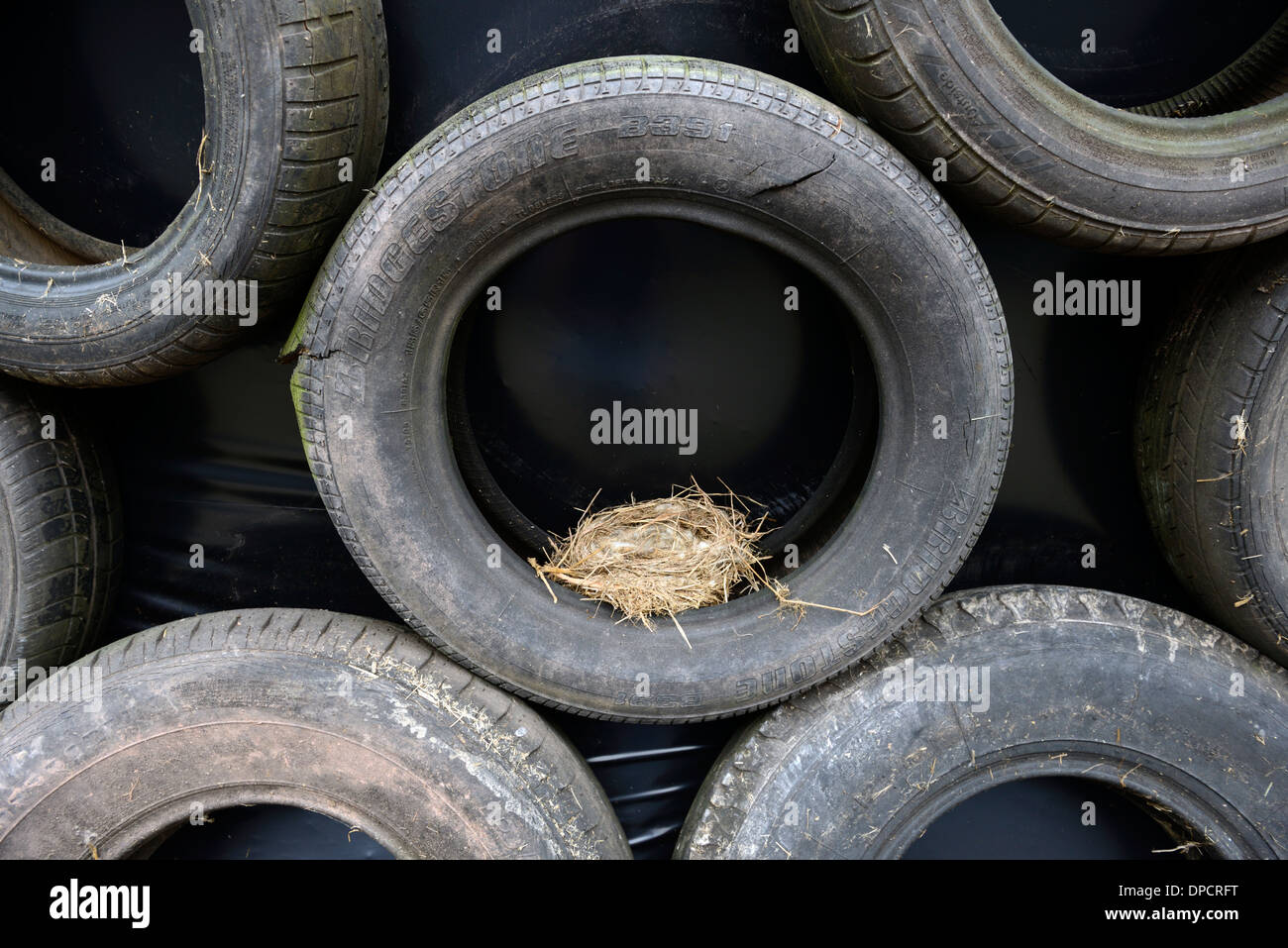 Nido di uccelli in nero pneumatici insilato stack pit farm insolito aprire poco sicuro insicuro luogo di nidificazione di uccelli Foto Stock
