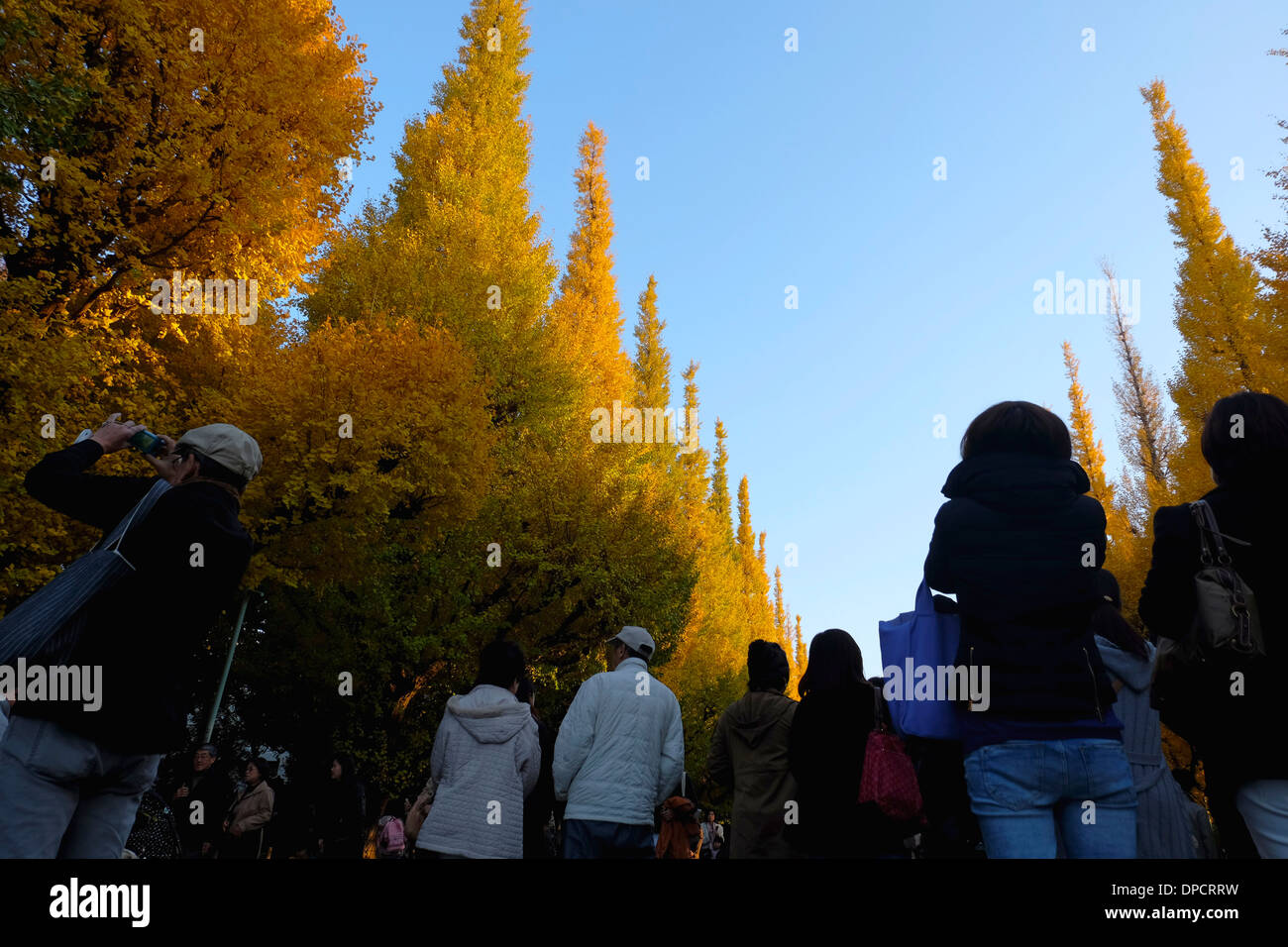Jingu Gaien Gingko Festival Foto Stock