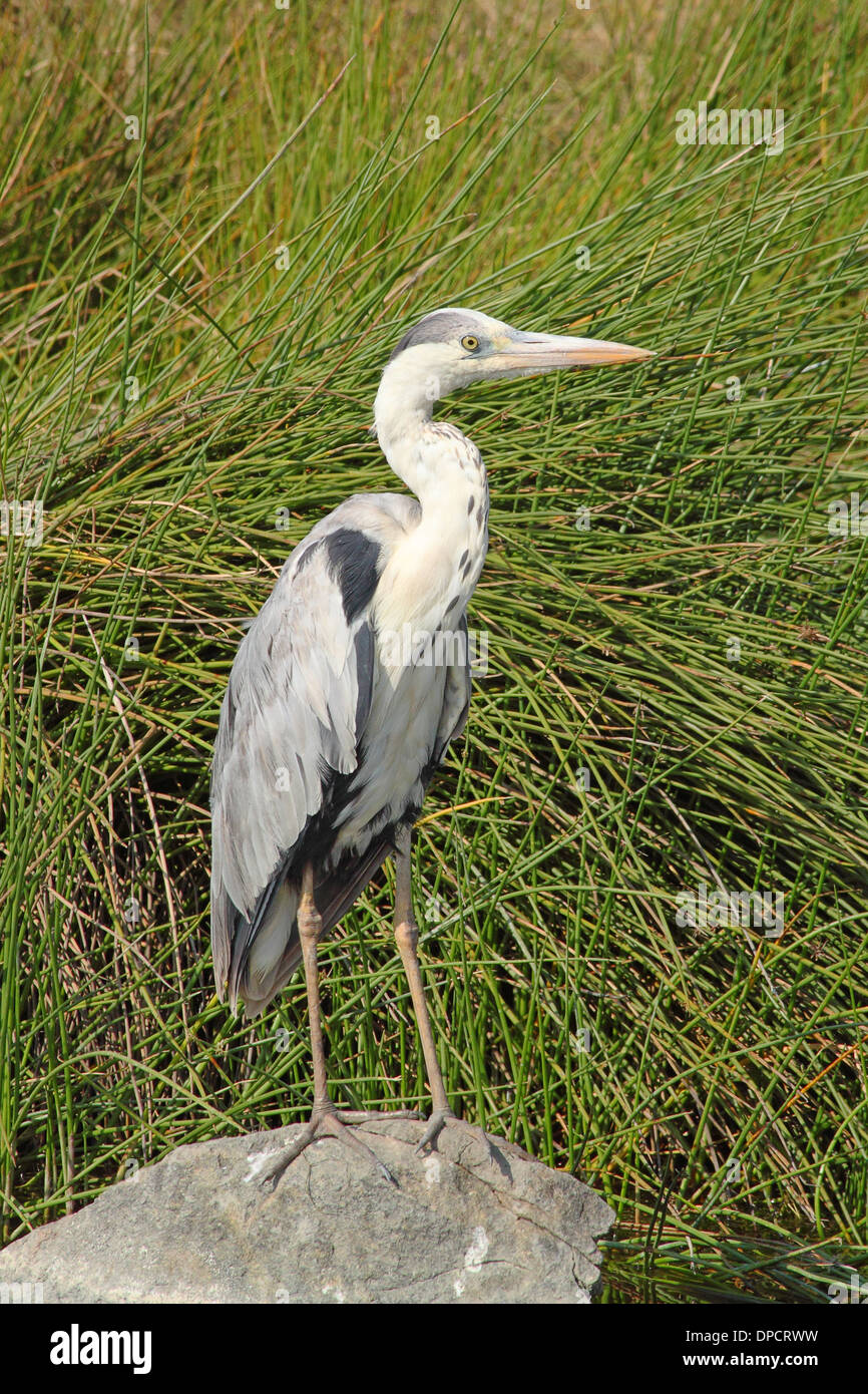 A testa nera airone rosso (Ardea melanocephala) su una roccia tra la vegetazione di una palude, Tanzania Foto Stock