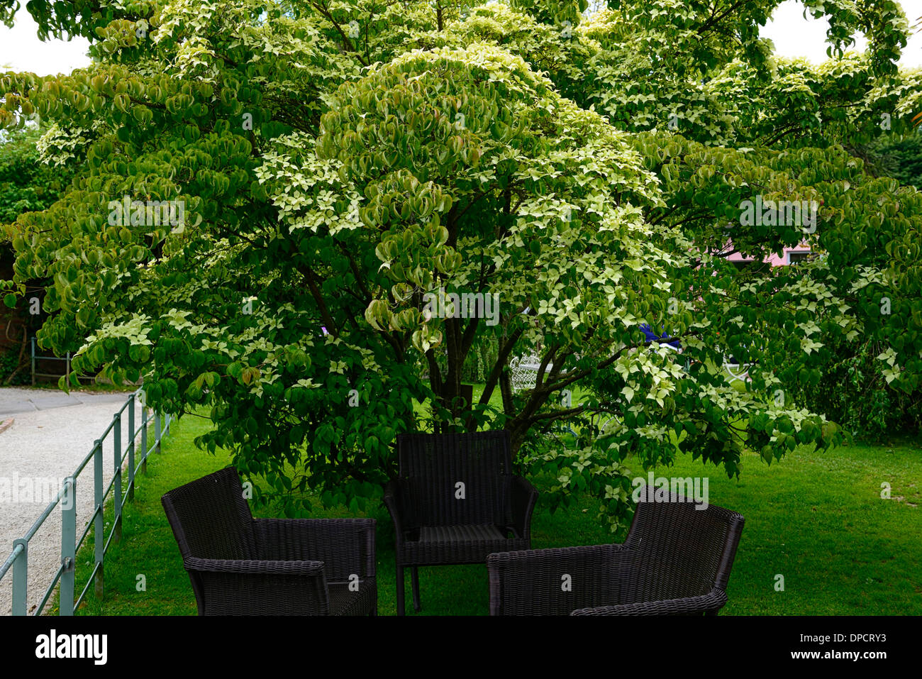 Cornus kousa bianco fiori giardino tavolo sedie albero fioritura mount usher gardens avoca Wicklow Irlanda Foto Stock