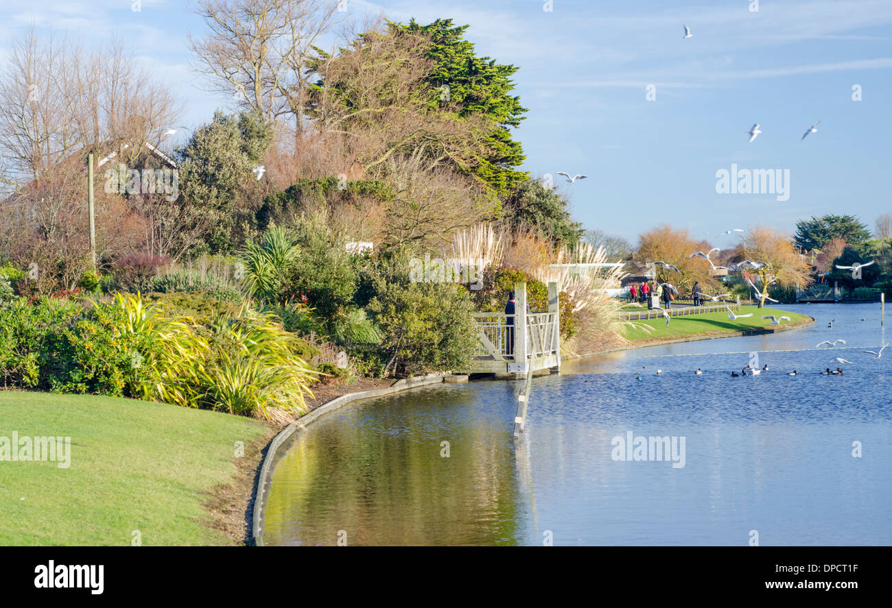 Piccolo lago di un inverno di mattina al Parco Mewsbrook in Littlehampton, West Sussex, in Inghilterra, Regno Unito. Foto Stock