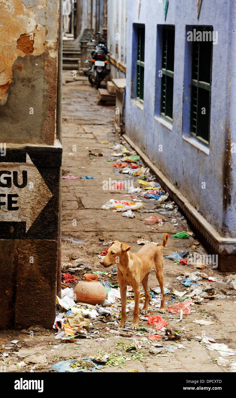 Un cane randagio in una sudicia stradina laterale di Varanasi, India Foto Stock