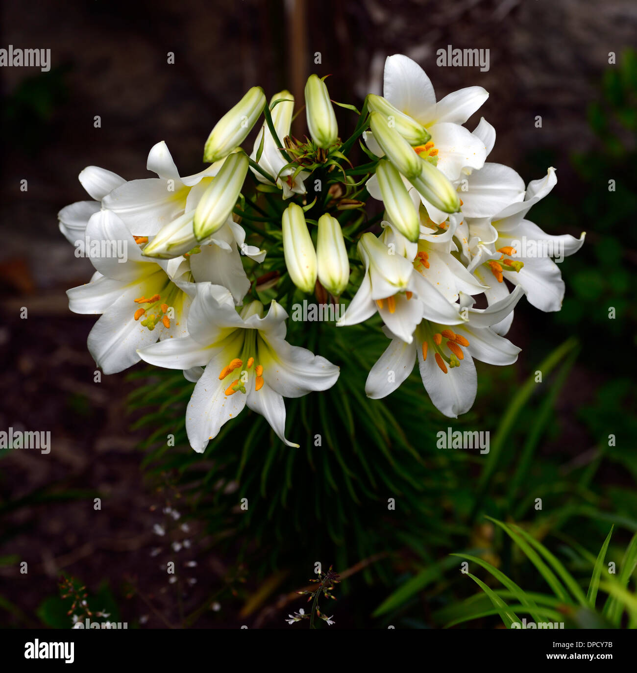 Il Lilium longiflorum lily gigli tromba bianco fiore fiori fioritura profumate fioriture profumi profumo fragrante Foto Stock