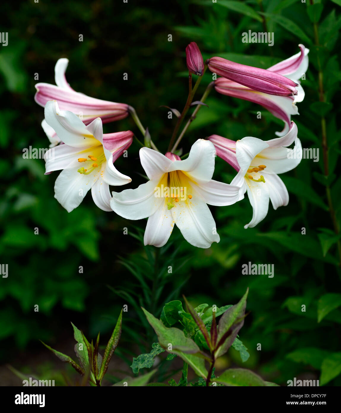 Il Lilium regale regal lily gigli tromba bianco fiore fiori fioritura profumate fioriture profumi profumo fragrante Foto Stock
