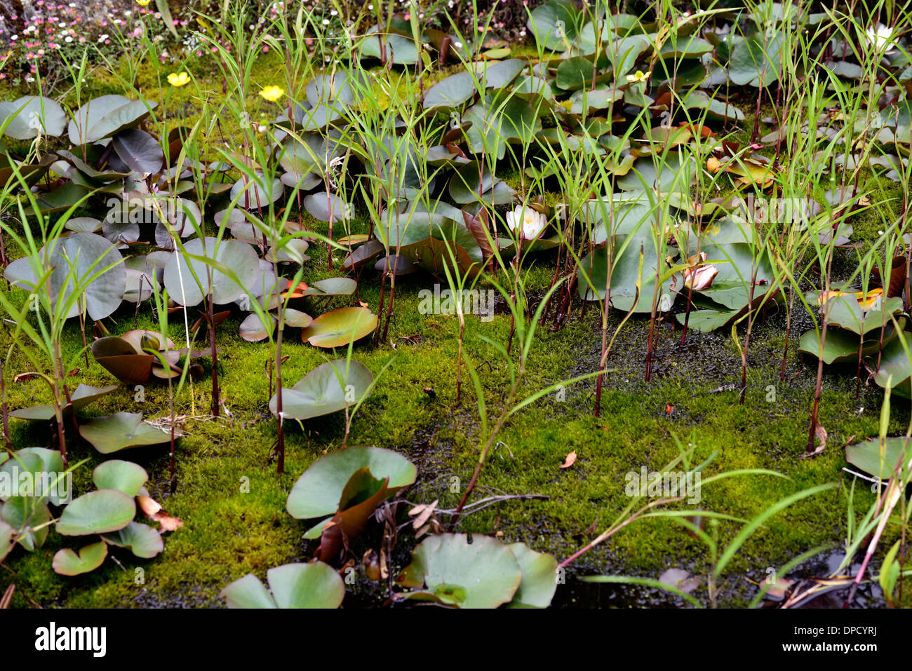 Bloccato sovradimensionate del laghetto in giardino lily moss limo interramento unkempt disordinato bloccato cattivo Povero giardinaggio Foto Stock