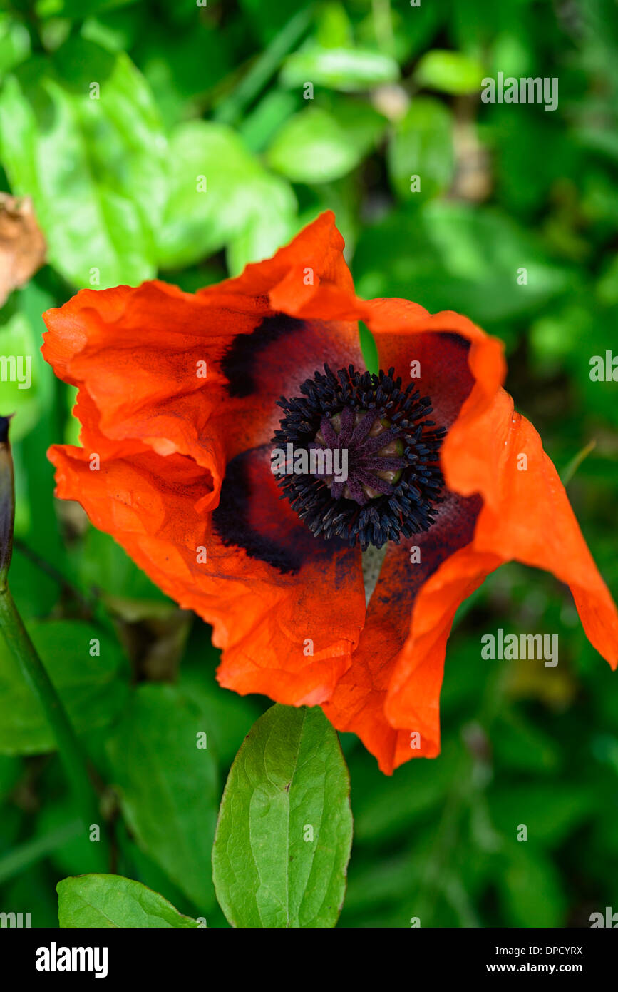 Papaver commutatum coccinella papaveri papavero rosso nero fiore fioritura bloom fioritura annuale hardy Foto Stock