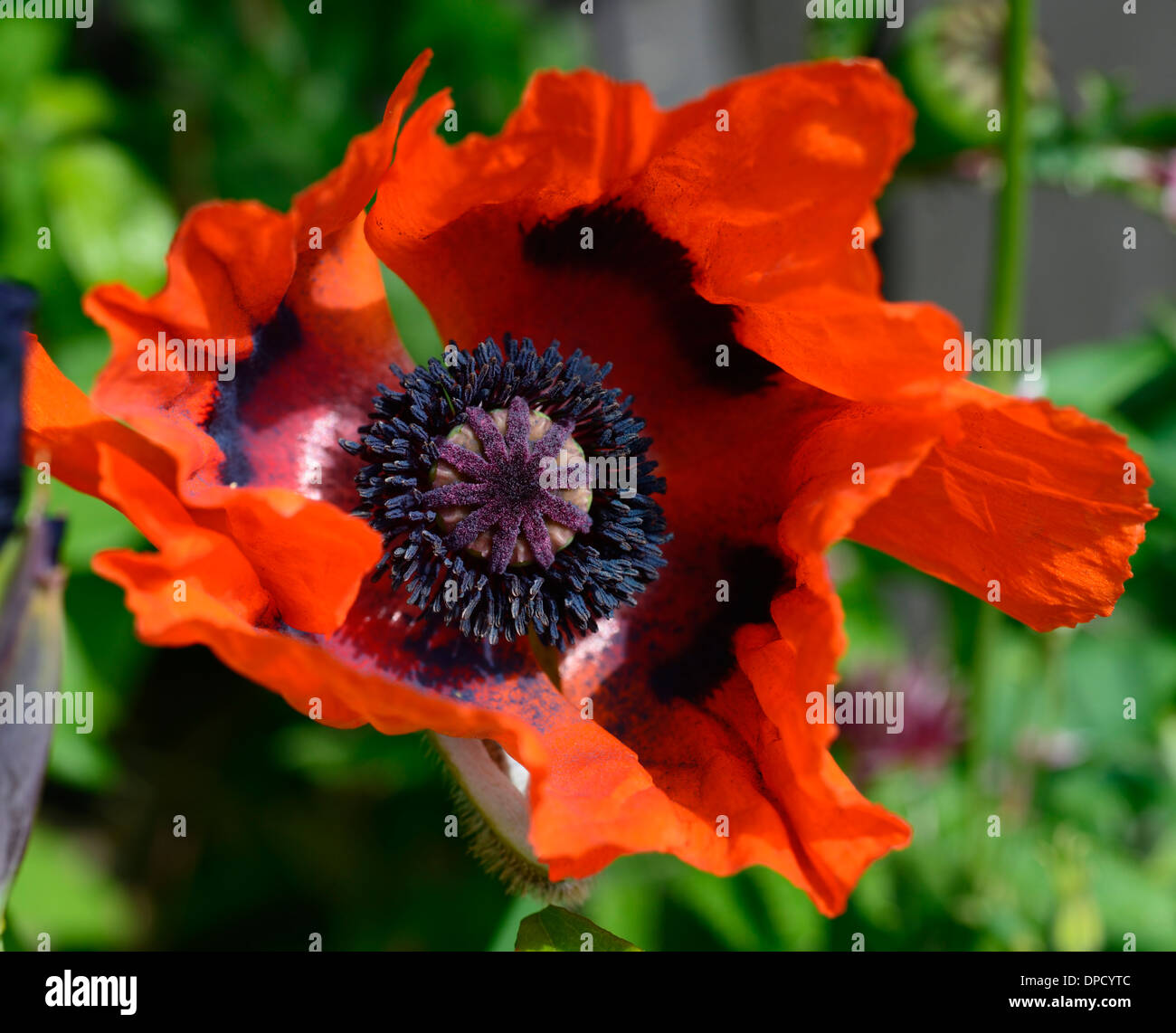 Papaver commutatum coccinella papaveri papavero rosso nero fiore fioritura bloom fioritura annuale hardy Foto Stock