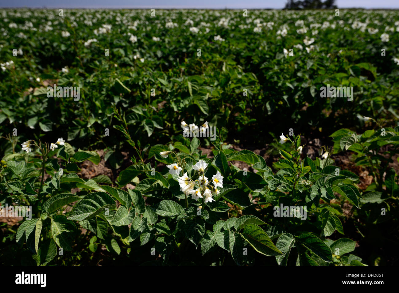Campo di patate fiori bianchi blu cielo cielo agricoltura commerciale agricola la produzione di fecola di patate Foto Stock