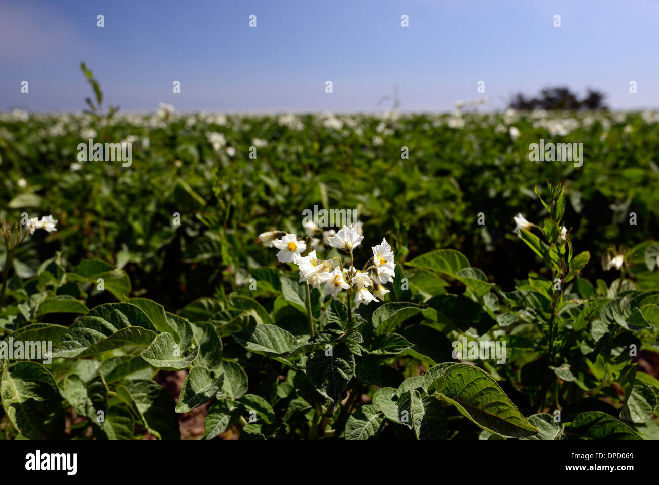 Campo di patate fiori bianchi blu cielo cielo agricoltura commerciale agricola la produzione di fecola di patate Foto Stock