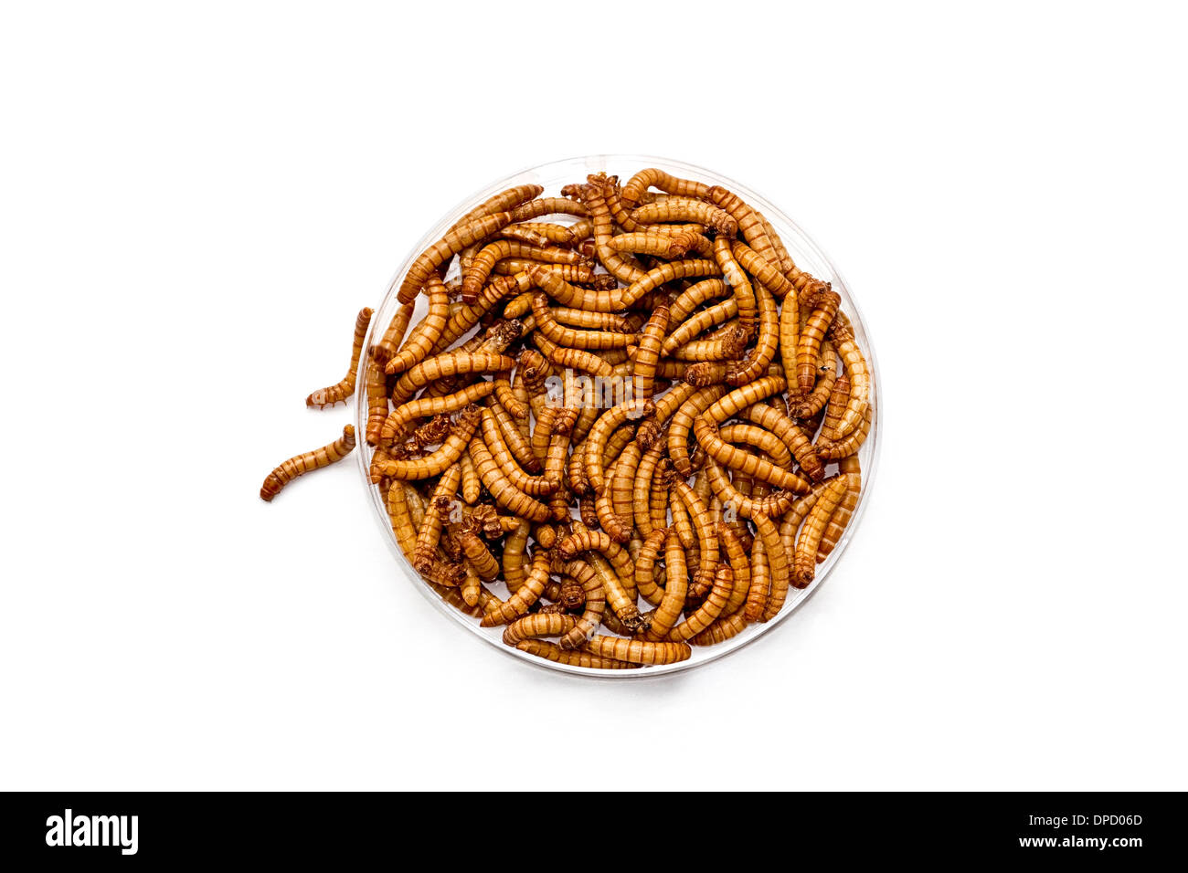 Mealworms utilizzato come parte della dieta del rettile Foto Stock