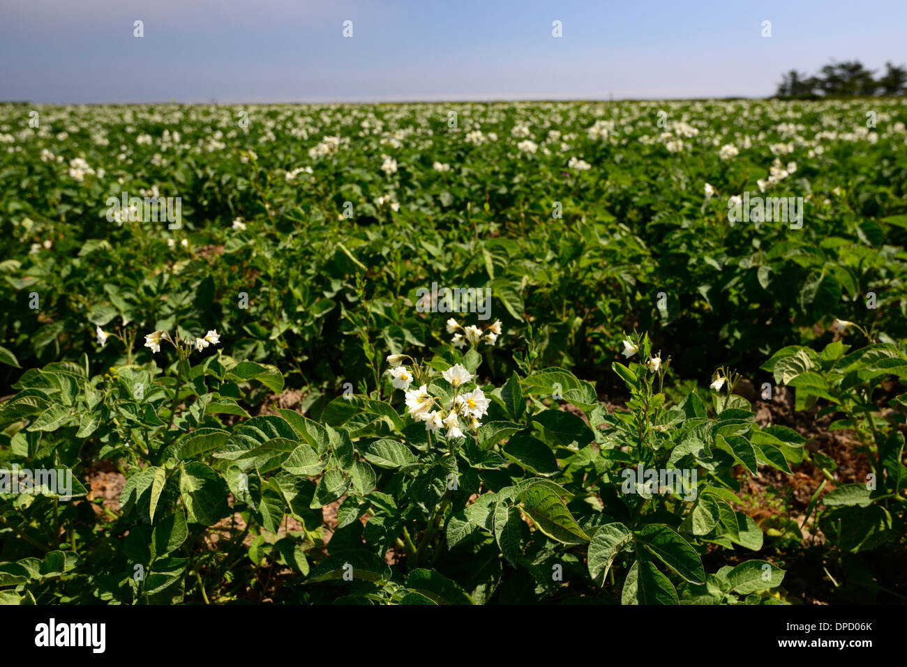 Campo di patate fiori bianchi blu cielo cielo agricoltura commerciale agricola la produzione di fecola di patate Foto Stock
