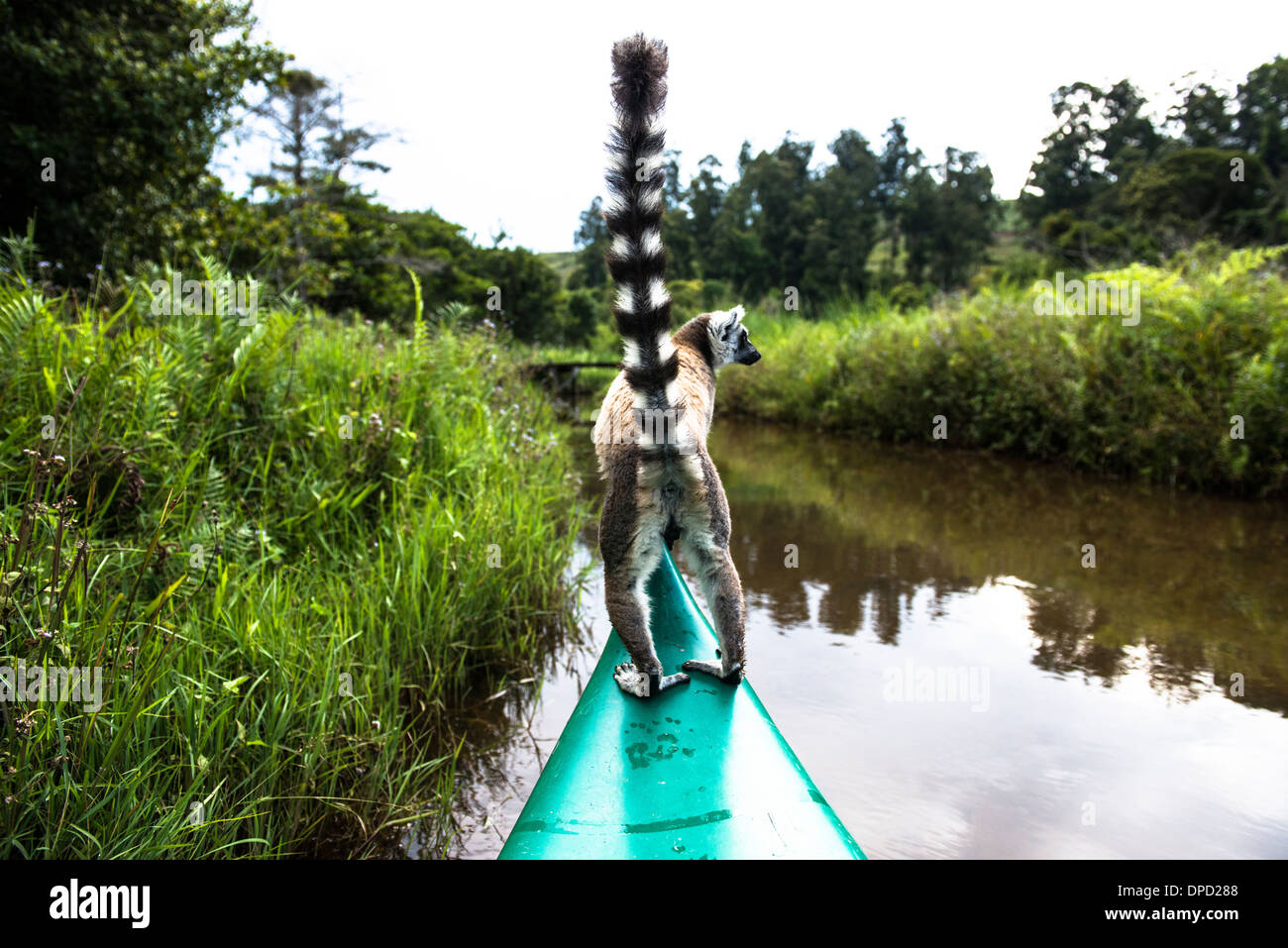 Un anello Tailed Lemur su una barca. Foto Stock