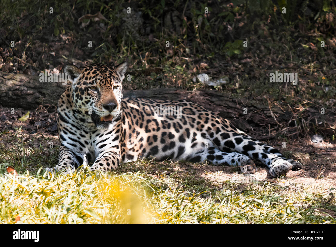 Una Jaguar in appoggio sull'ombra Foto Stock