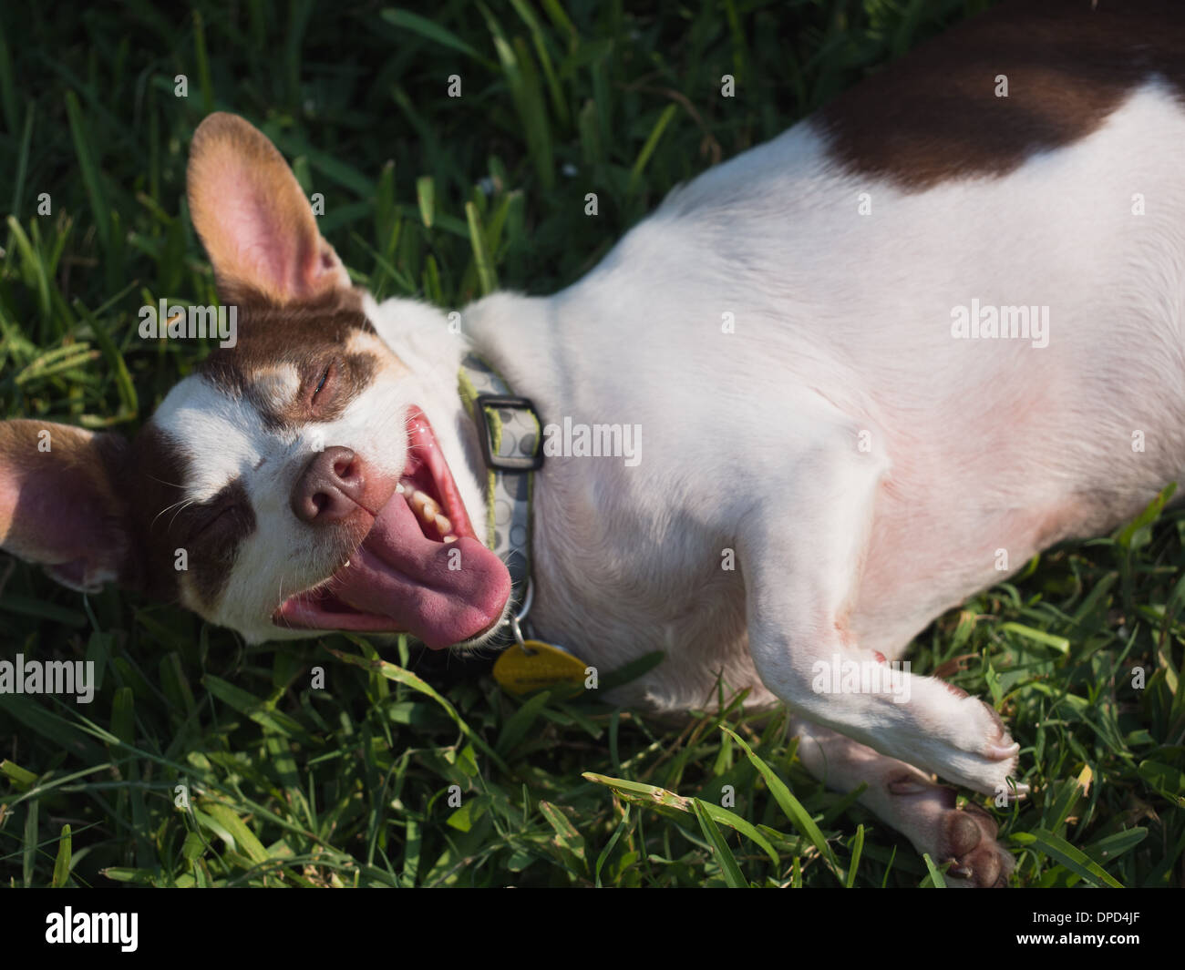 Una buffa, sorridente cucciolo di rotolamento in erba Foto Stock