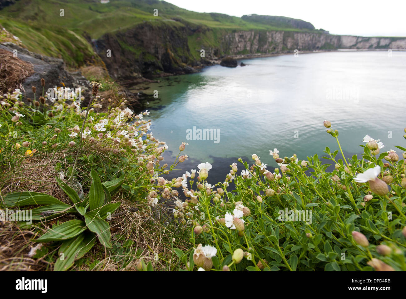 Guardando la vista lungo la costa di Antrim visto da Carrickarede isola una proprietà del National Trust in Irlanda del Nord. Foto Stock