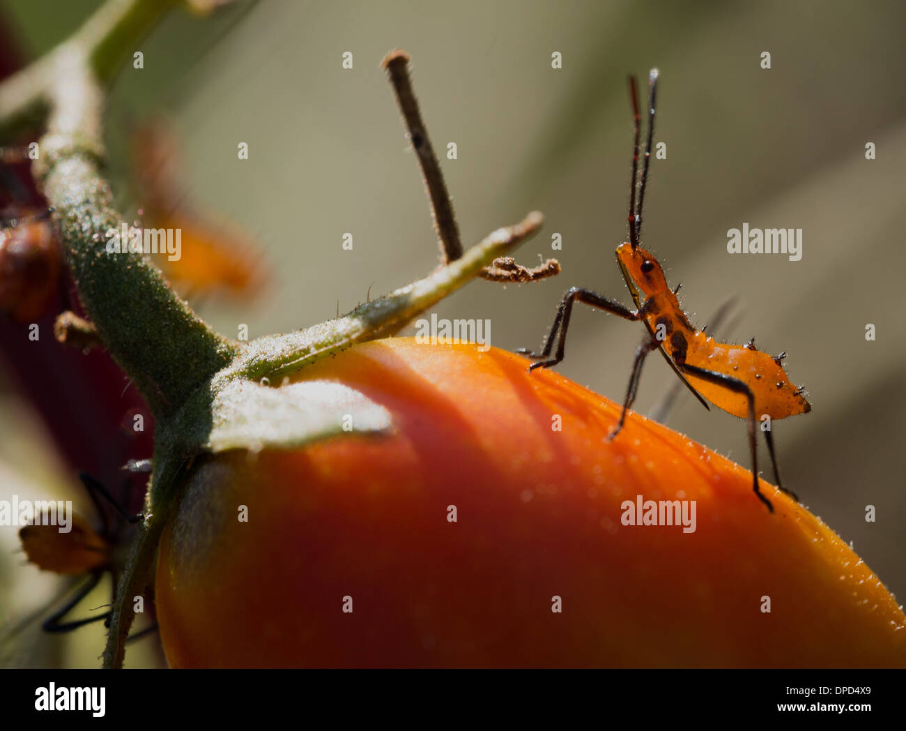 Orange foglia Footed Bug Ninfa su un pomodoro Foto Stock