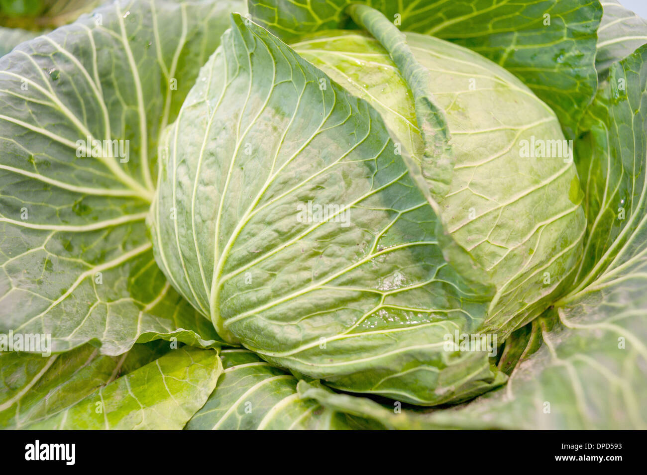 Verdure, white lotus Foto Stock