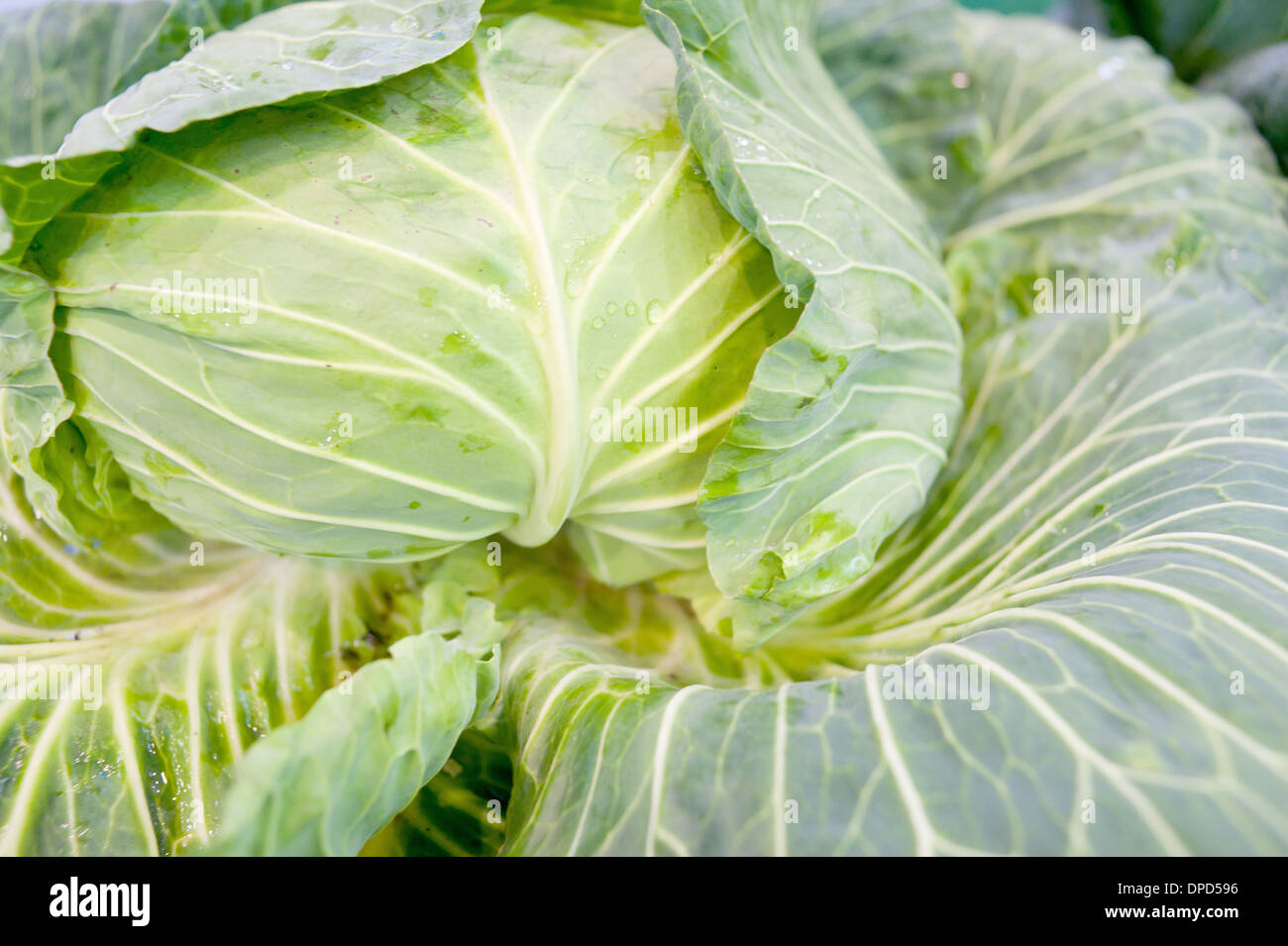 Verdure, white lotus Foto Stock