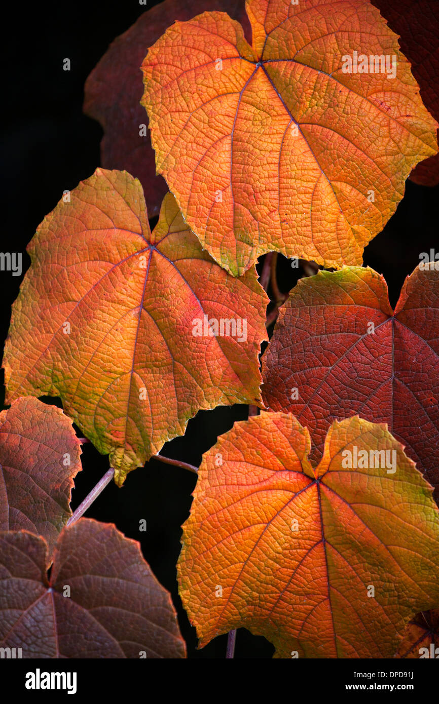 Primo piano di foglie di Crimson vite gloria che mostra i colori autunnali con profondità di campo ridotta e isolata su sfondo nero (Vi Foto Stock