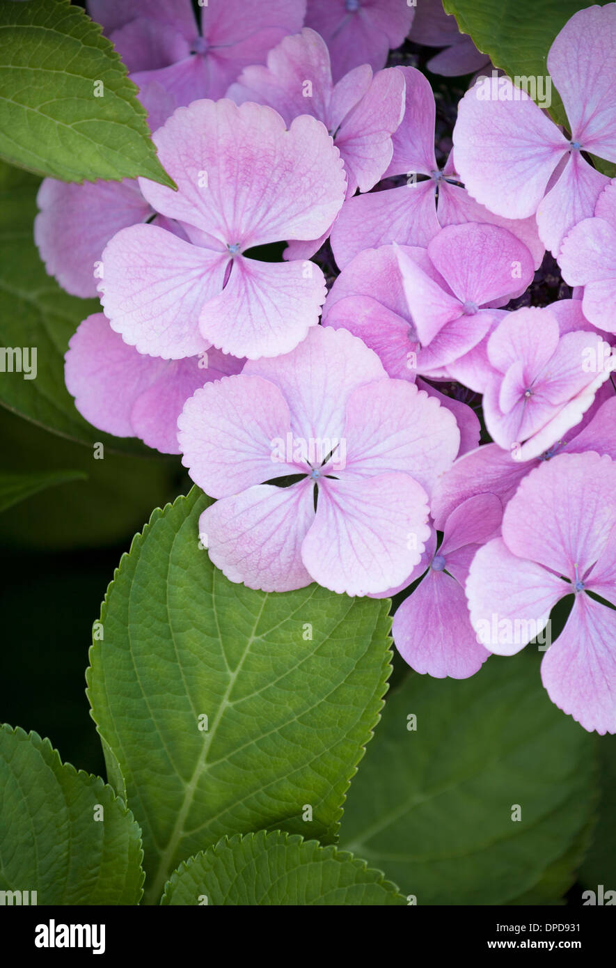 Close up viola i fiori delle ortensie con soft focus e profondità di campo. Foto Stock