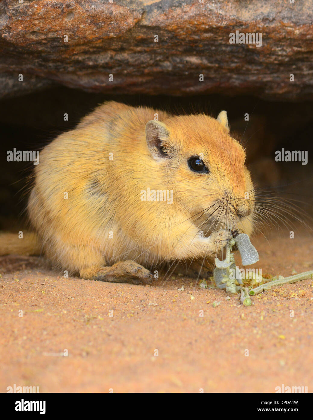 Sabbia Rat ,Psammomys obesus mangiare saltbush, Negev, Israele Foto Stock