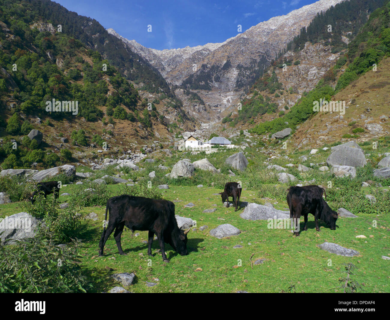 Il pascolo di bestiame nel prato, Bhaga, nr Mcleodganj, Himachal Pradesh, N. India con vista dei monti Dhauladhar. Foto Stock