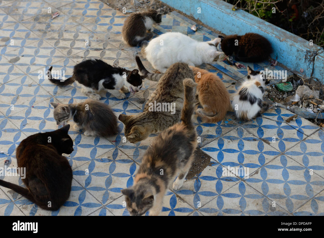 Marocco Essaouira, abbandonati i gatti alimentazione Foto Stock