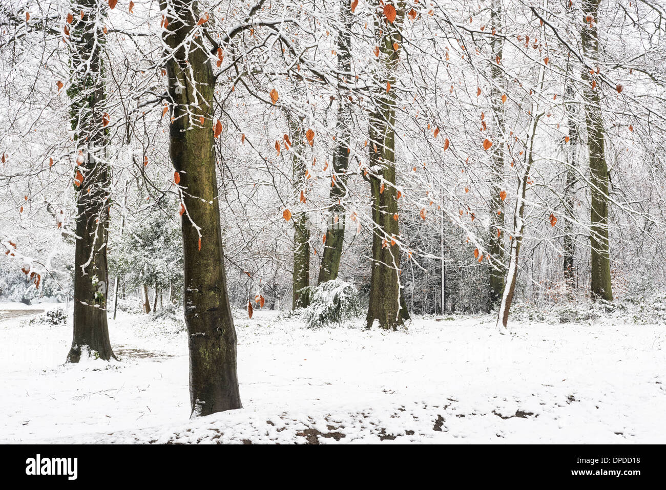 Coperta di neve alberi alla sommità del Box Hill, Surrey Foto Stock