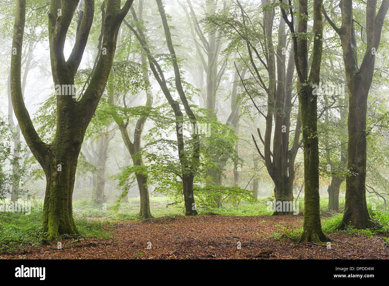Misty bosco di latifoglie, Cornwall Foto Stock