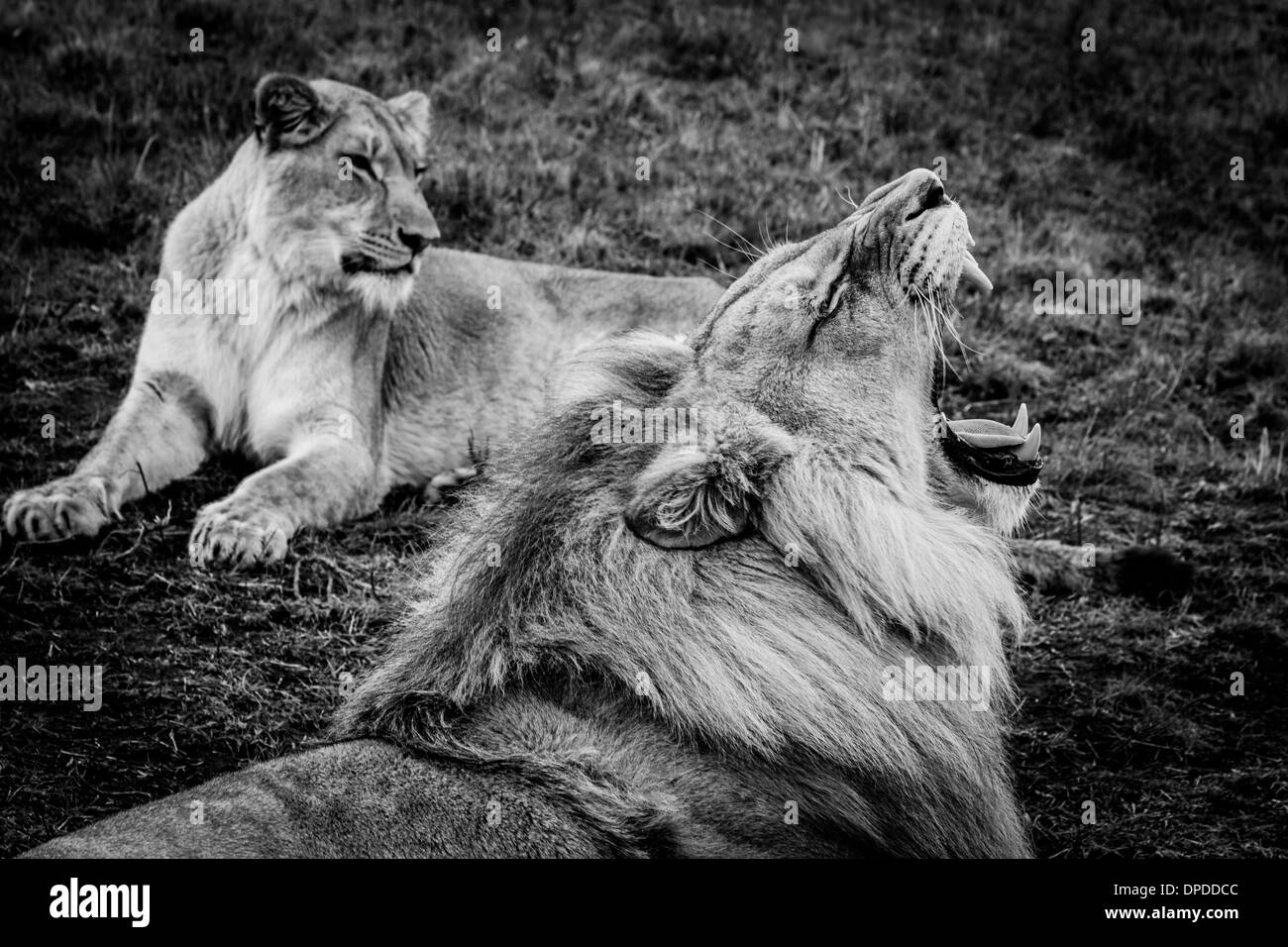 Leone ruggente nella savana africana Foto Stock