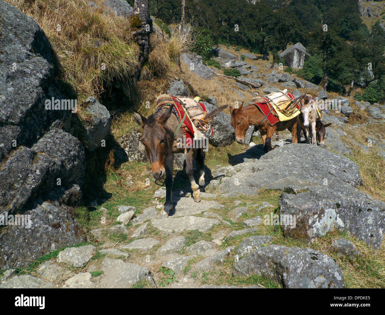 Mulo treno percorso discendente da Triund a galla/Gullu, nr Mcleodganj [distretto di Kangra] [Himachal Pradedesh, N. India Foto Stock