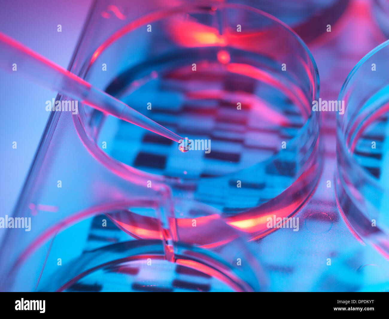 Il pipettaggio di campione nella vaschetta per il test del DNA Foto Stock