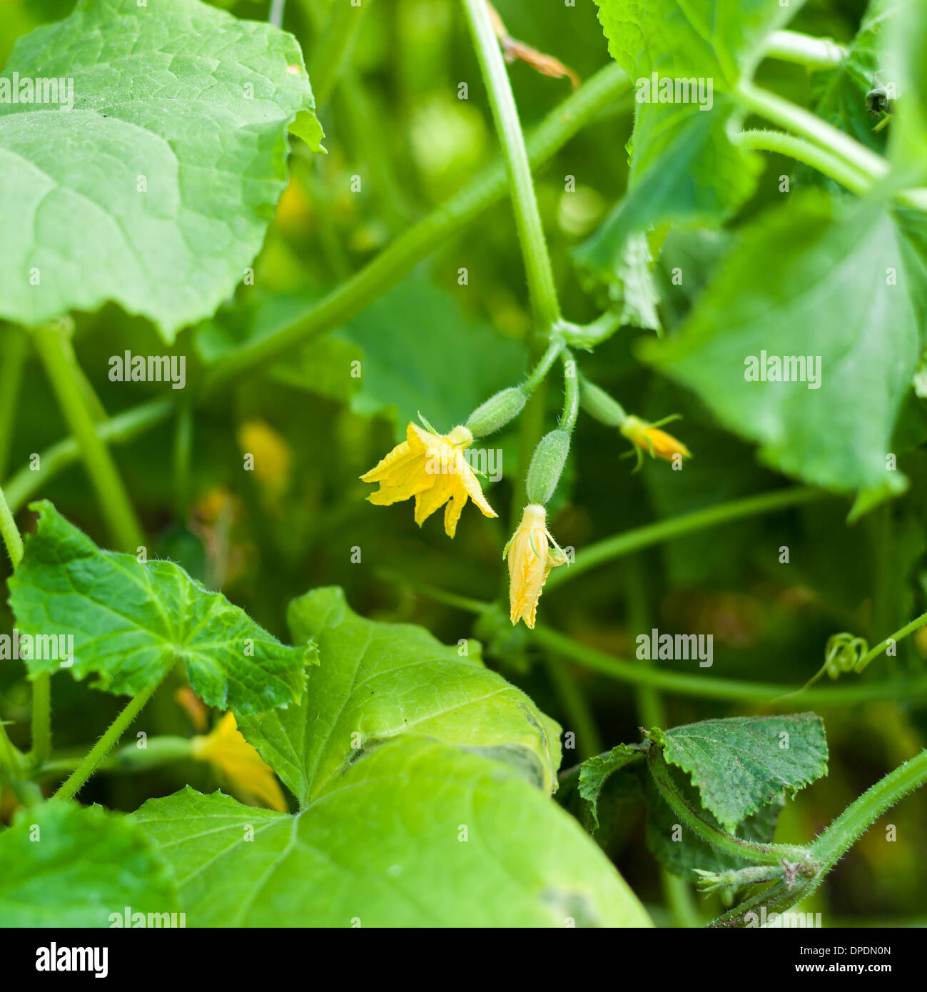 Fiore di cetriolo crescente su letti nel giardino, primo piano Foto Stock