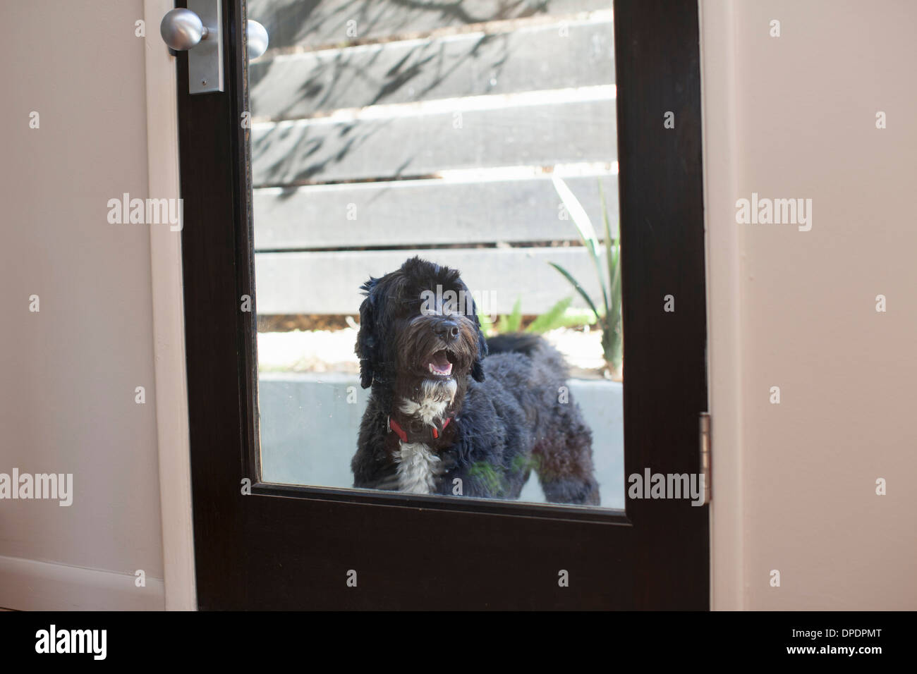 Cane guardando indietro attraverso il finestrino di portiera Foto Stock