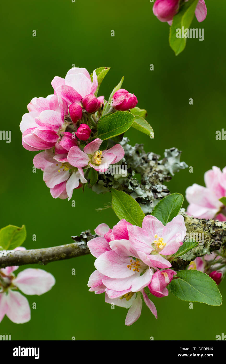 Apple Blossom in un frutteto della Cornovaglia contro un lontano sfondo verde Foto Stock