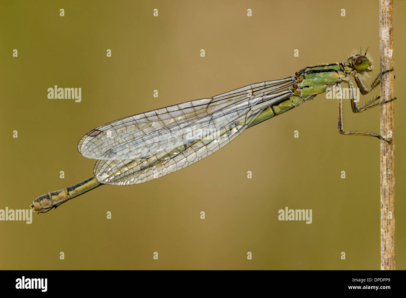 Modulo di colore verde femmina della comune damselfly blu, Enallagma cyathigerum catturata a Forder la riserva naturale Valle, Plymouth Foto Stock