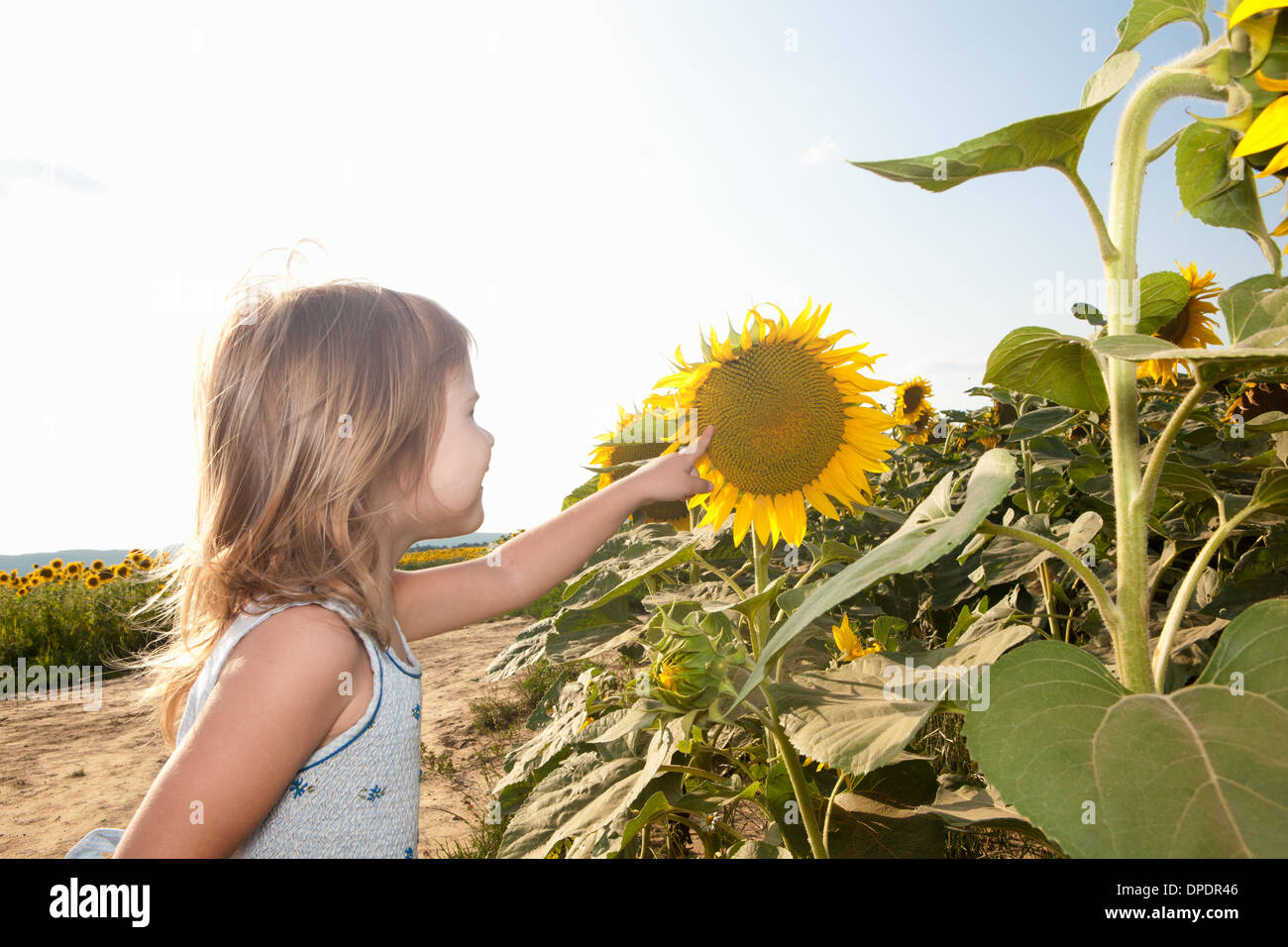 Ragazza rivolta a girasole Foto Stock