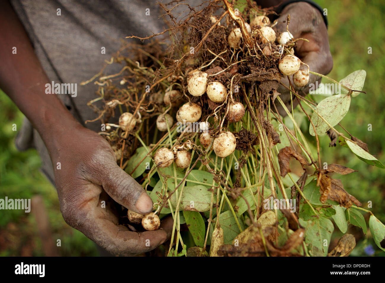 Agricoltori africani che mostra off raccolti di sussistenza Foto Stock