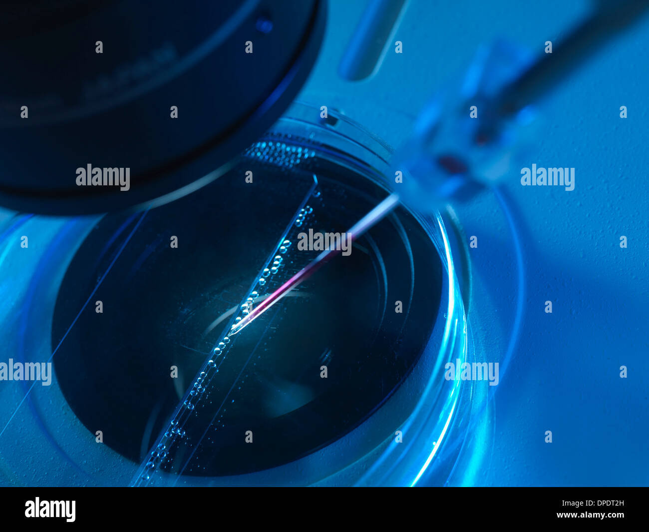 Il trasferimento nucleare, cellule staminali realizzata dal nucleo della cellula Foto Stock
