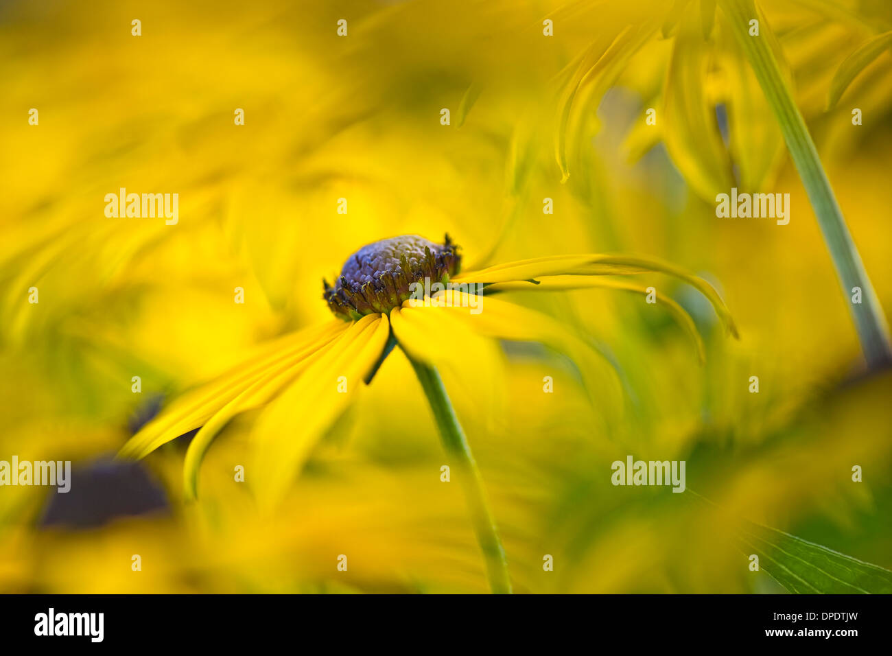 Close-up di immagine Rudbeckia fulgida var. deamii 'Goldsturm' estate fiori gialli Foto Stock