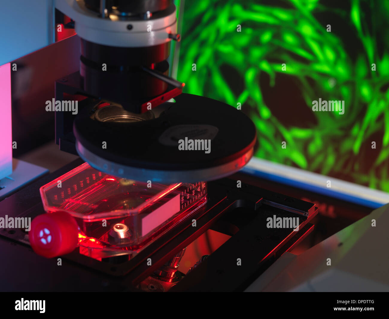 Microscopio invertito la visualizzazione di cellule staminali nel pallone con visualizzazione di un fluorescente cellule marcate Foto Stock