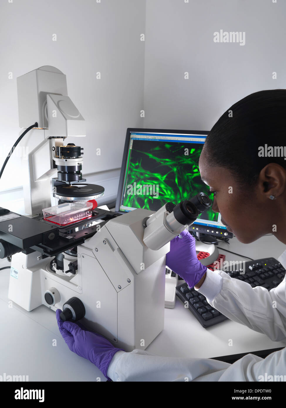 Ricercatore femmina mediante microscopio invertito per visualizzare le cellule staminali visualizzato mostrando fluorescente cellule marcate Foto Stock