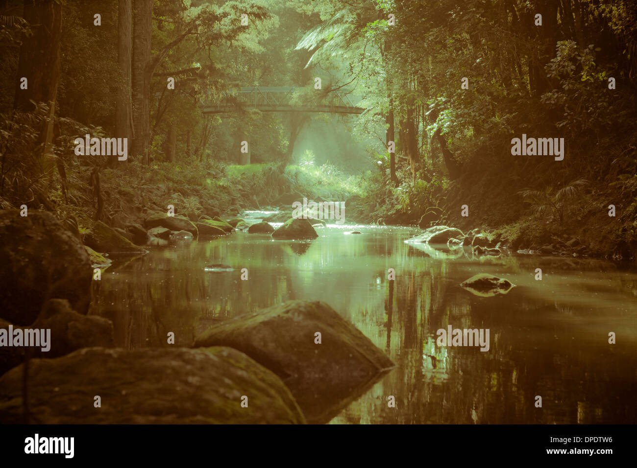 Foto astratte di deep forest in Whangarei, Northland e North Island, Nuova Zelanda. Foto Stock