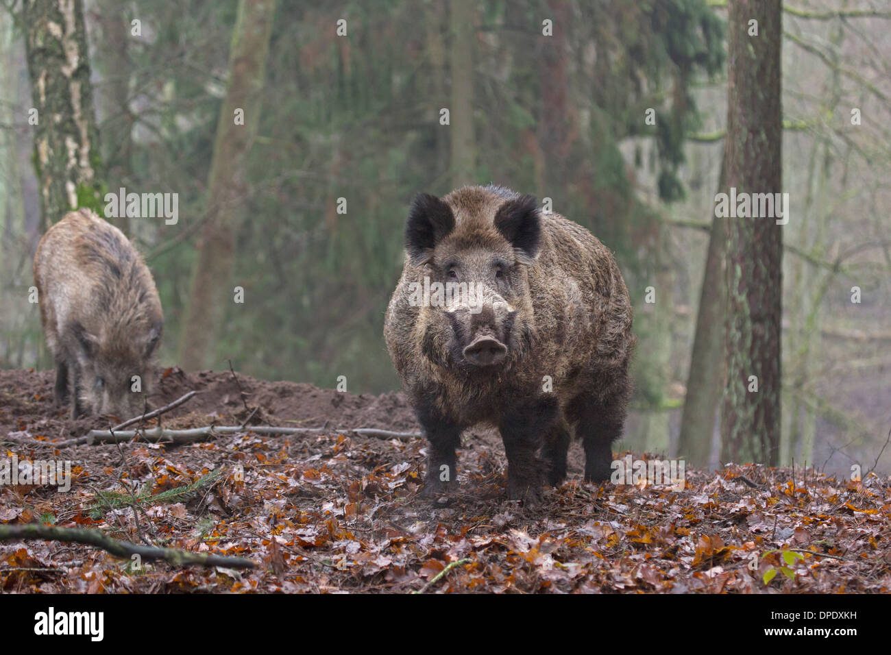 Cinghiale, tusker nella foresta / Sus scrofa Foto Stock