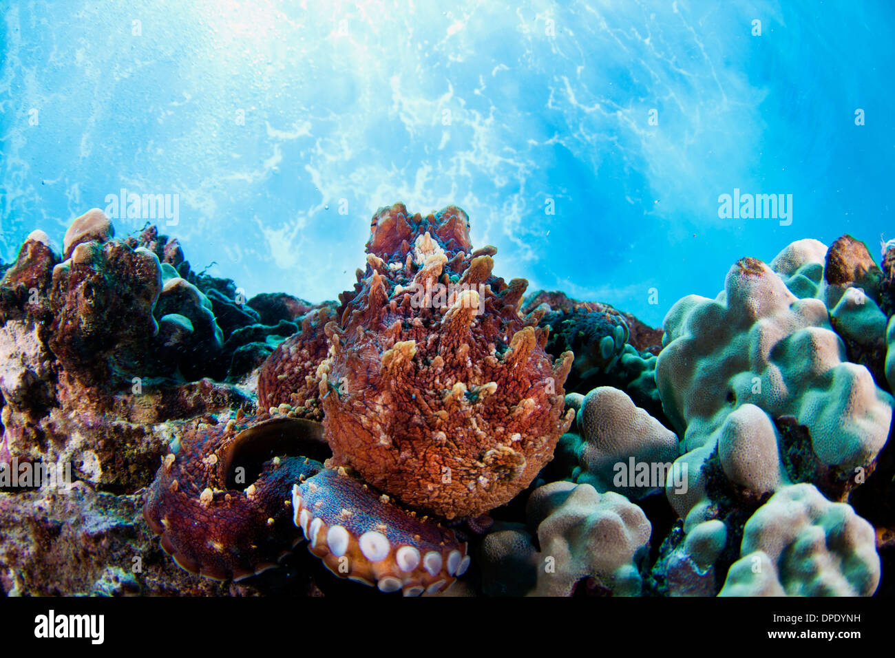 Un polpo si appoggia sulla barriera corallina dagli impianti offshore di Oahu, Hawaii. Foto Stock