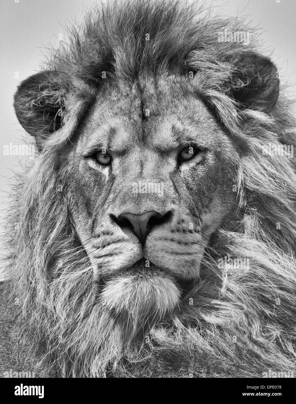 Ritratto di Leone maschio in bianco e nero Foto Stock